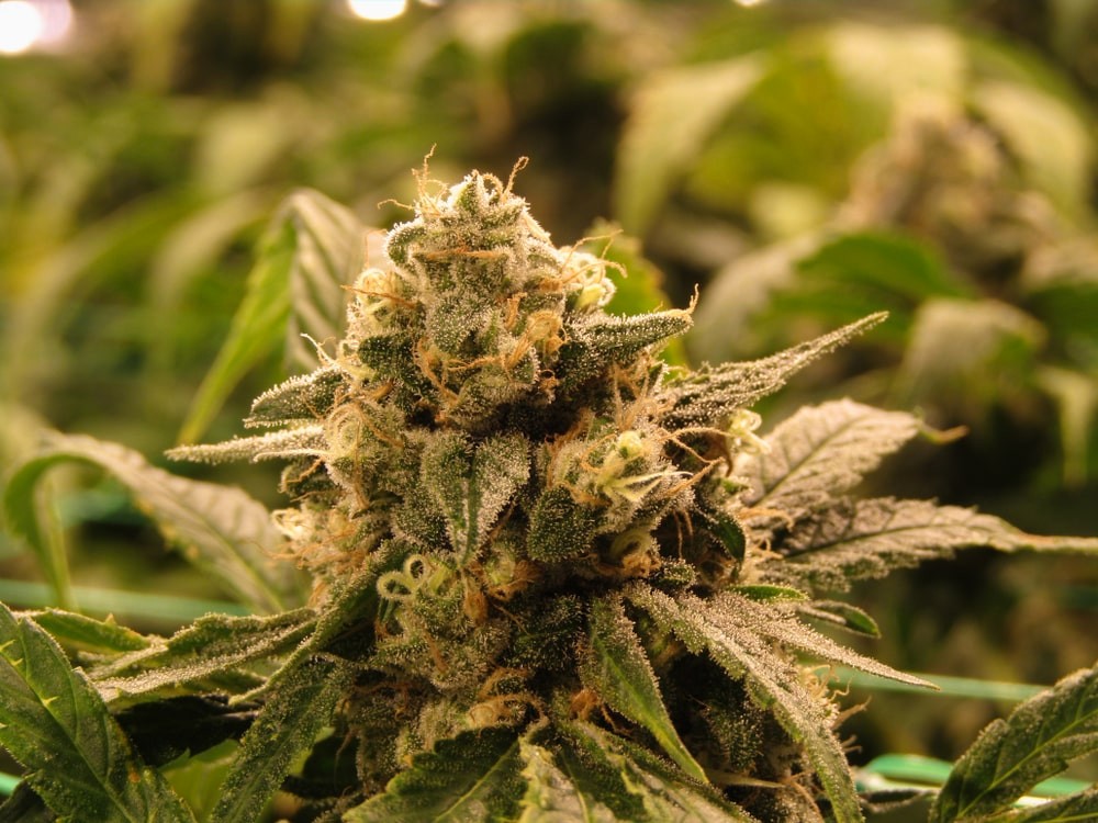 A Deeper Look at the Iconic Super Glue Cannabis Strain