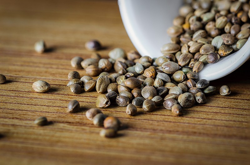What are the Benefits of Buying Wholesale Cannabis Seed?