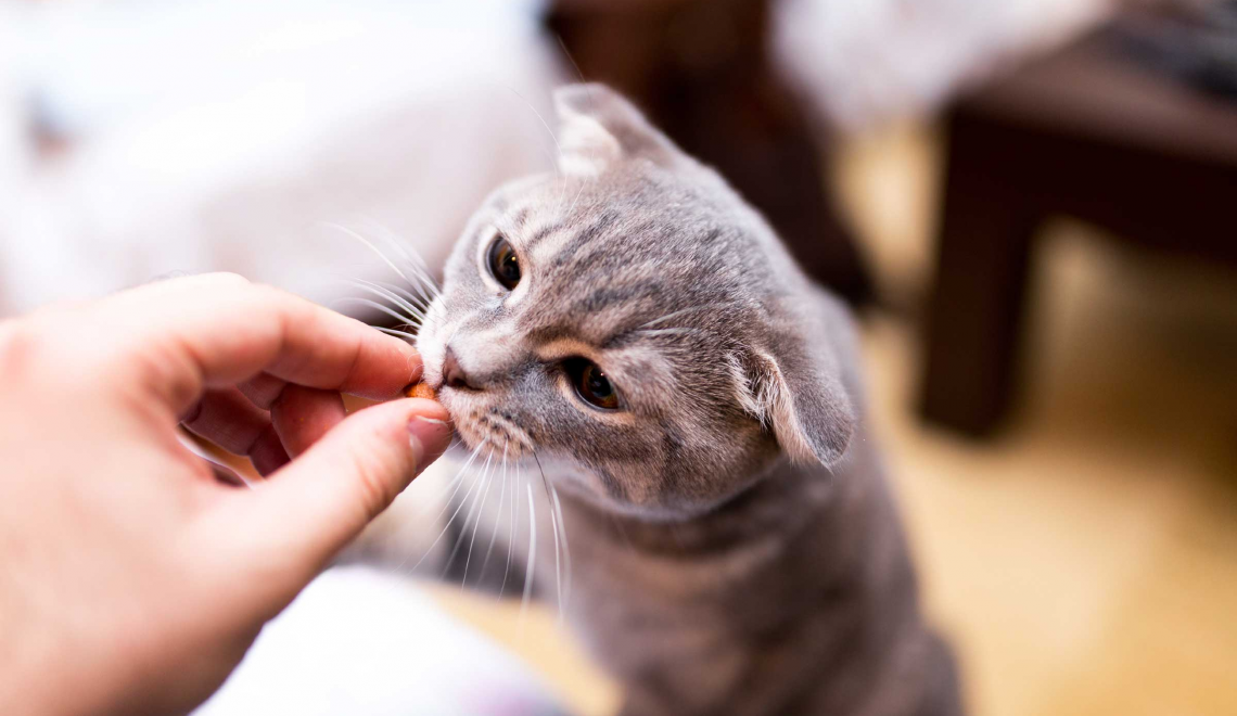 How Cannabidiol (CBD) Helps Cats: Proper Answers