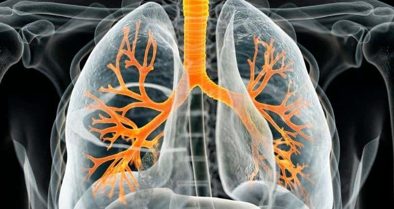 Breathing Easier: The Impact of Cordyceps on Lung Function