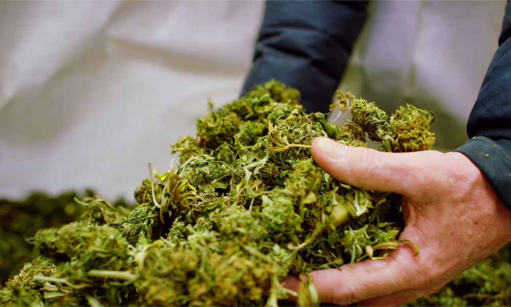 cannabis