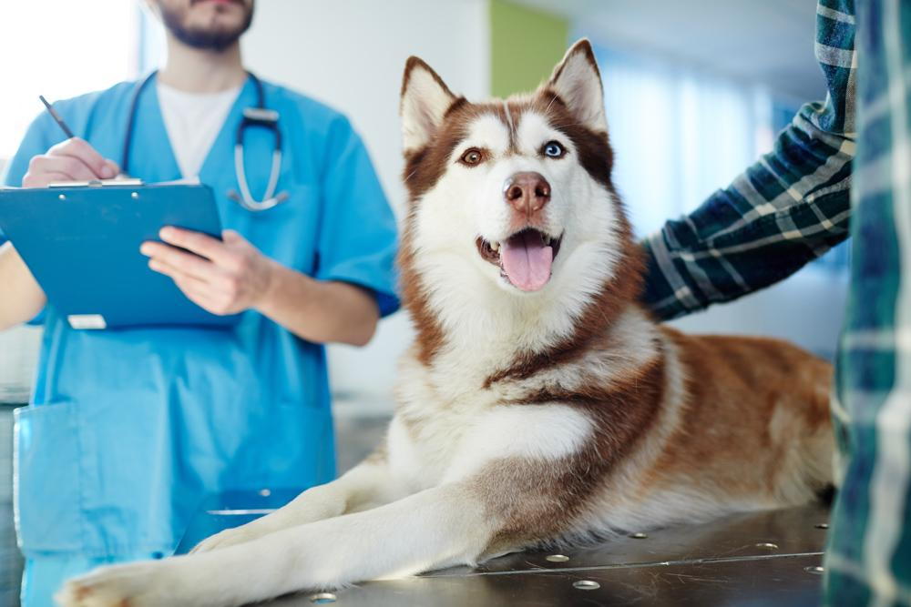 What Every Pet Owner Should Know About Annual Veterinary Exams